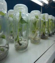  Media Preparation Media Sterilization
