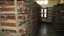 Corcyra rearing room