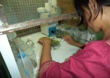 Meristem Tip Culture Invitro                        Shoot Multiplication