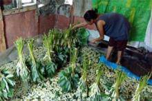 STATE AGRICULTURAL RESEARCH 13