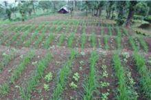 STATE AGRICULTURAL RESEARCH 8